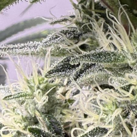 The Suplex attempt #3