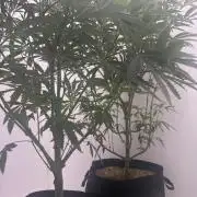 Boardwalk Bubba LIHE