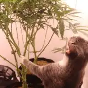 Boardwalk Bubba LIHE