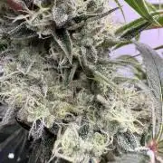 The Suplex (clone run)#3