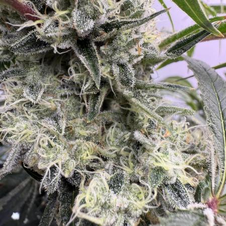 The Suplex (clone run)#3