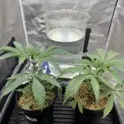 Boardwalk Bubba LIHE