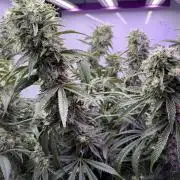 The Suplex (clone run)#3