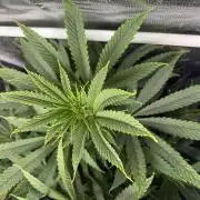 Boardwalk Bubba LIHE