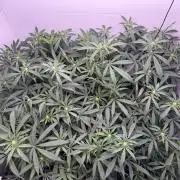 Boardwalk Bubba LIHE