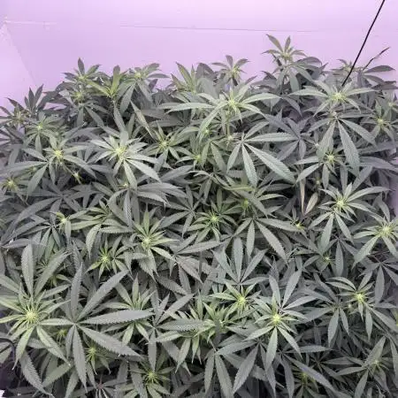 Boardwalk Bubba LIHE