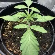 Boardwalk Bubba LIHE