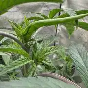 Boardwalk Bubba LIHE