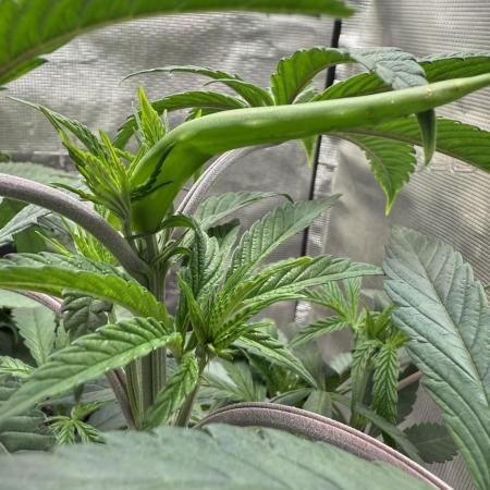 Boardwalk Bubba LIHE