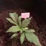 Four Cousins - Winter Indoor grow