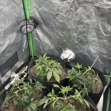 Grow #2