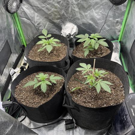 Grow #2