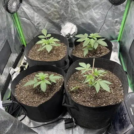 Grow #2