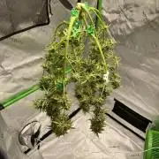 Super Lemon Haze Auto