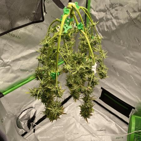 Super Lemon Haze Auto