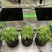 Black Rainbow Autoflower