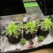 Black Rainbow Autoflower