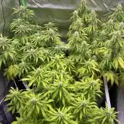 Super Lemon Haze Auto