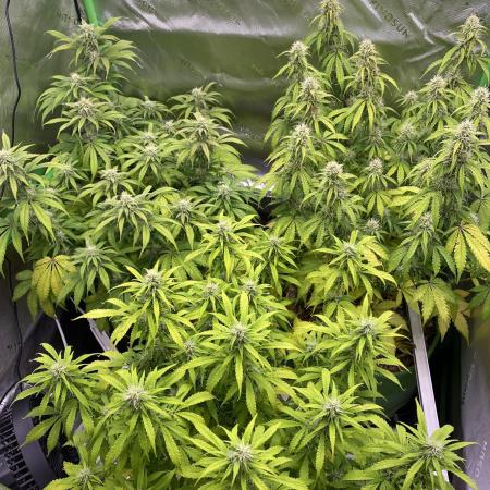 Super Lemon Haze Auto