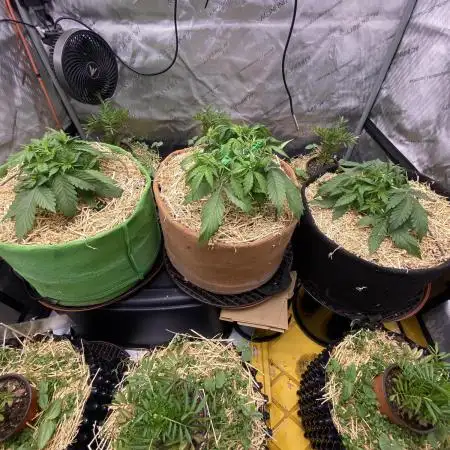 Super Lemon Haze Auto