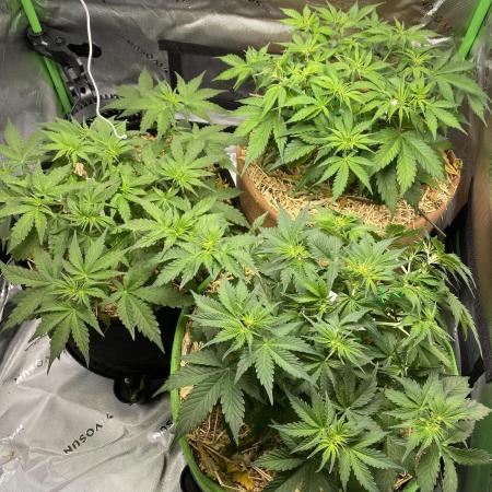 Super Lemon Haze Auto