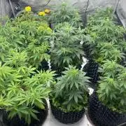 SLH & Grapefruit Autos