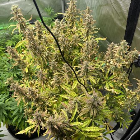Black Rainbow Autoflower