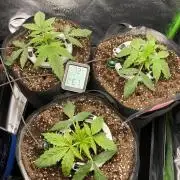 Black Rainbow Autoflower