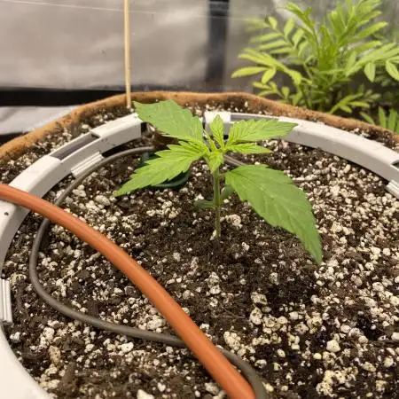 Super Lemon Haze Auto