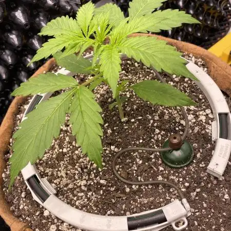 Super Lemon Haze Auto