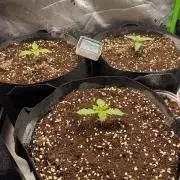 Black Rainbow Autoflower