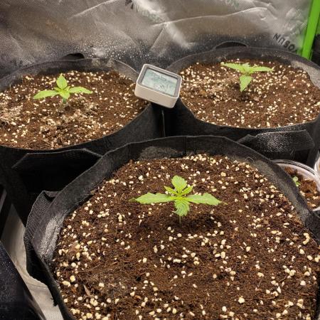 Black Rainbow Autoflower