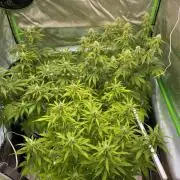 Super Lemon Haze Auto