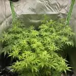 Super Lemon Haze Auto