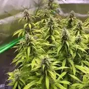 Super Lemon Haze Auto