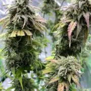 Super Lemon Haze Auto