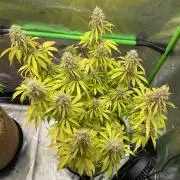 Super Lemon Haze Auto
