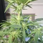 Cherry Pie + Royal Dwarf autos