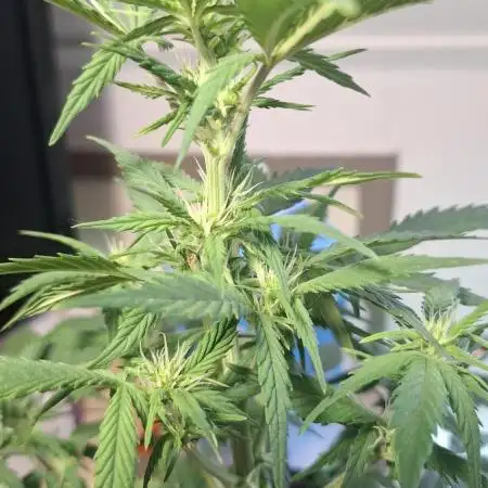 Cherry Pie + Royal Dwarf autos