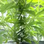 Cherry Pie + Royal Dwarf autos