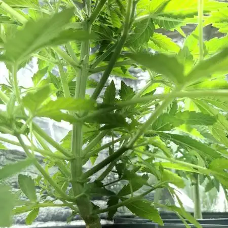 Cherry Pie + Royal Dwarf autos