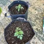 Second grow