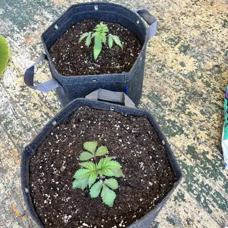 Second grow
