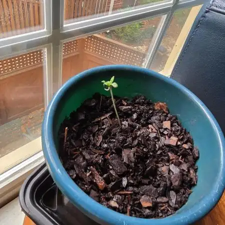 The Growing Tales of HGee