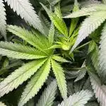primer cultivo