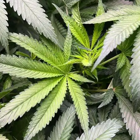 primer cultivo