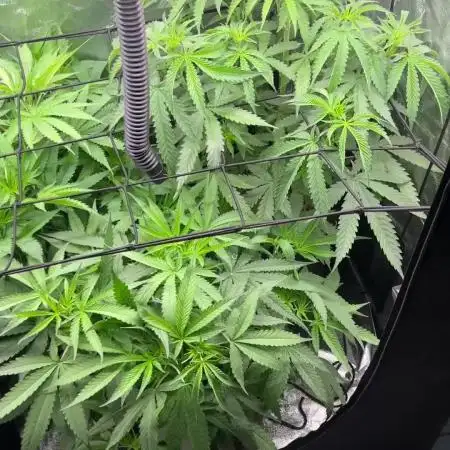 primer cultivo