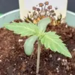 Positronics Seeds Test +1