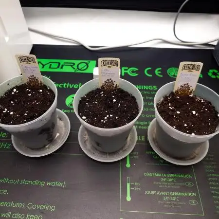 Positronics Seeds Test +1