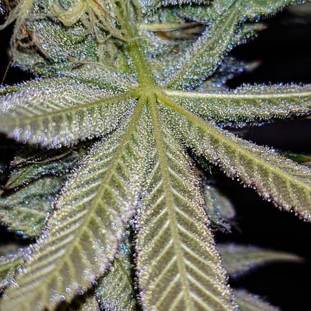 Positronics Seeds Test +1